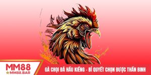 Gà Chọi Đá Hầu Kiềng - Bí Quyết Chọn Được Thần Binh